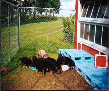 Justice's litter in 1997. 